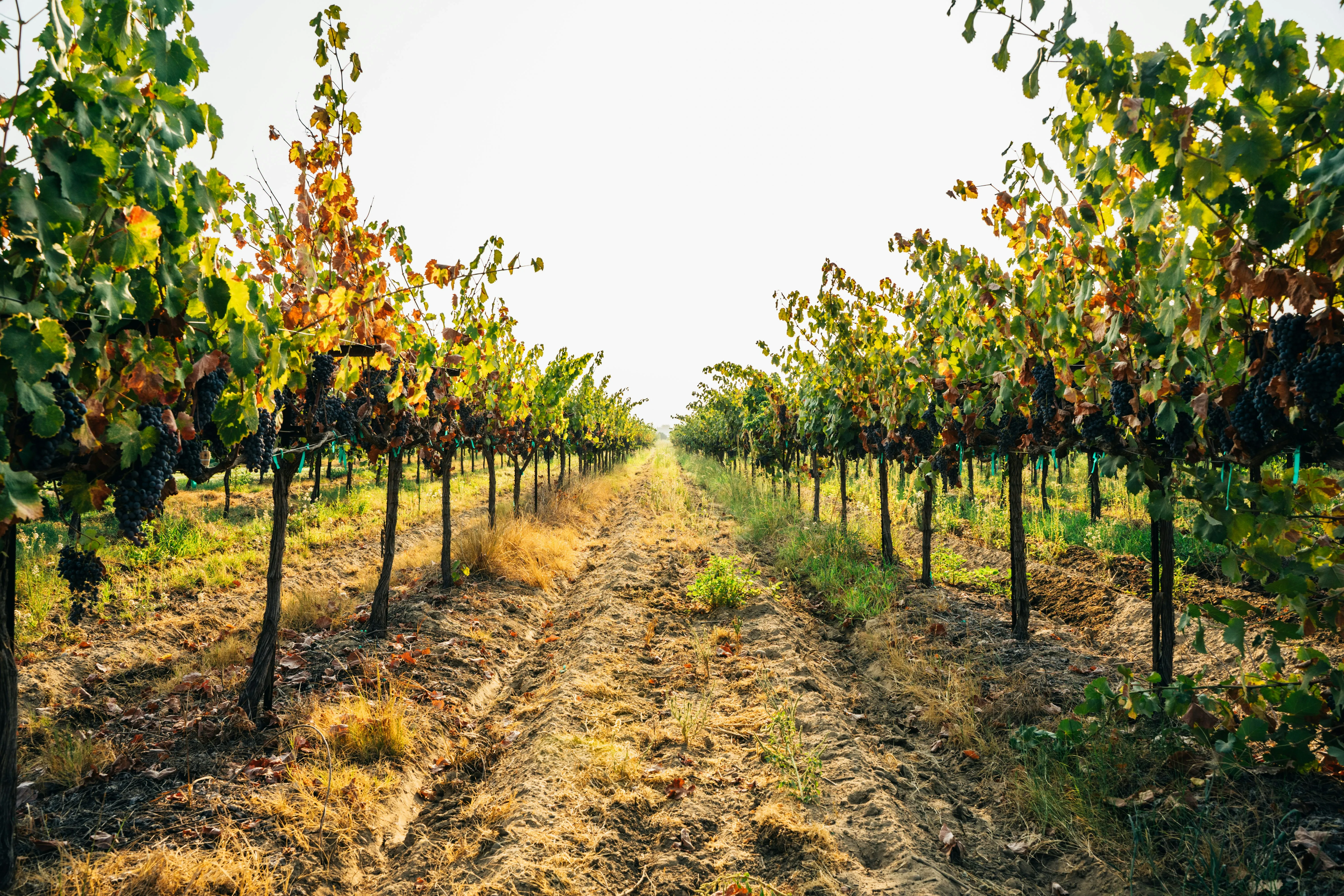 Fresno vineyards in the US agriculture belt