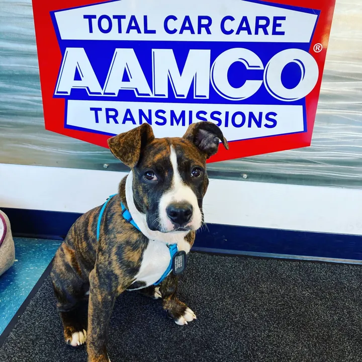 AAMCO Transmissions & Total Car Care