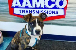 AAMCO Transmissions & Total Car Care